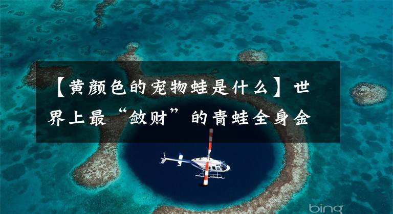 【黄颜色的宠物蛙是什么】世界上最“敛财”的青蛙全身金黄色招财，和敛财的猫同名