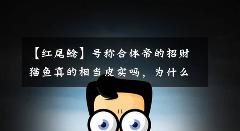 【红尾鲶】号称合体帝的招财猫鱼真的相当皮实吗，为什么我们还会把它养死？