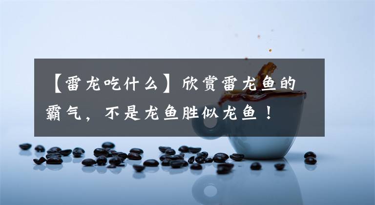 【雷龙吃什么】欣赏雷龙鱼的霸气，不是龙鱼胜似龙鱼！
