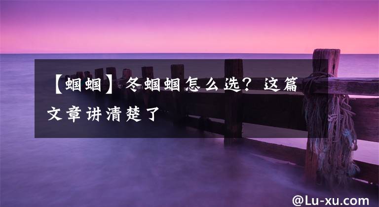 【蝈蝈】冬蝈蝈怎么选？这篇文章讲清楚了