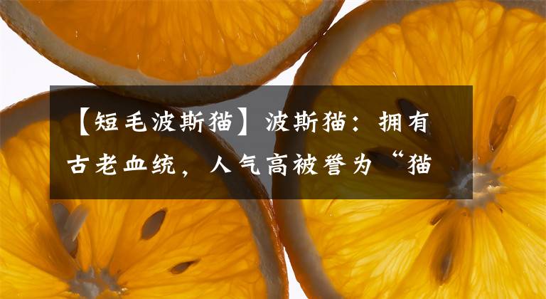 【短毛波斯猫】波斯猫：拥有古老血统，人气高被誉为“猫王”，却总是被大家认错