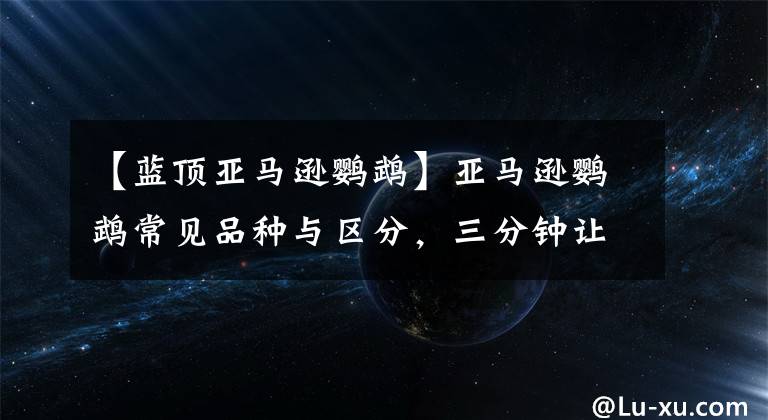 【蓝顶亚马逊鹦鹉】亚马逊鹦鹉常见品种与区分，三分钟让你了解亚马逊鹦鹉之间的不同