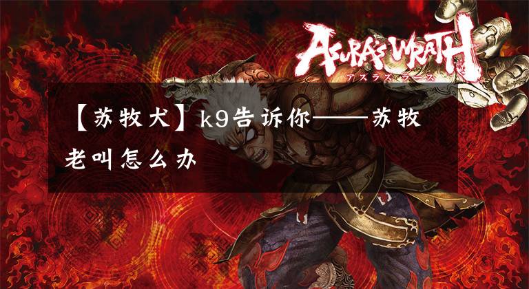 【苏牧犬】k9告诉你——苏牧老叫怎么办