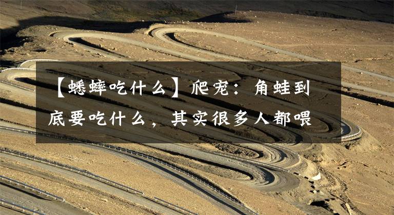 【蟋蟀吃什么】爬宠：角蛙到底要吃什么，其实很多人都喂错了