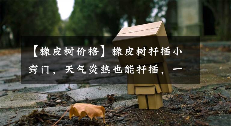 【橡皮树价格】橡皮树扦插小窍门,天气炎热也能扦插,一片叶子就是一盆,超级爽