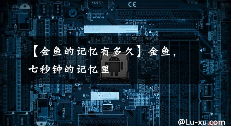 【金鱼的记忆有多久】金鱼，七秒钟的记忆里