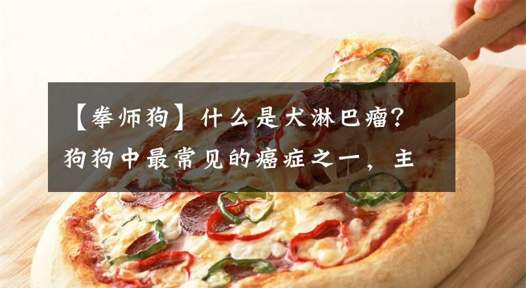 【拳师狗】什么是犬淋巴瘤？狗狗中最常见的癌症之一，主人要更了解它