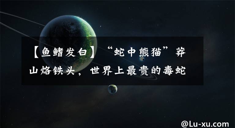 【鱼鳍发白】“蛇中熊猫”莽山烙铁头,世界上最贵的毒蛇,一条凭啥一百万?