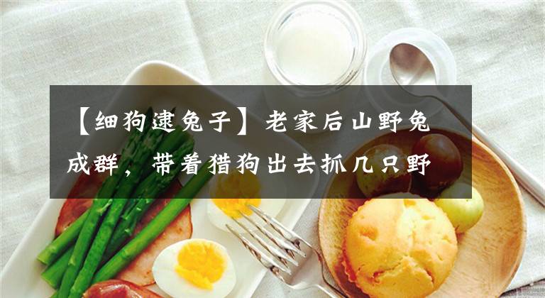 【细狗逮兔子】老家后山野兔成群，带着猎狗出去抓几只野兔