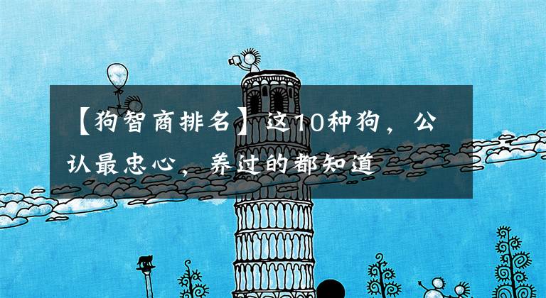 【狗智商排名】这10种狗,公认最忠心,养过的都知道