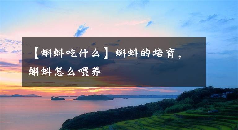 【蝌蚪吃什么】蝌蚪的培育,蝌蚪怎么喂养