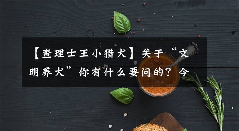 【查理士王小猎犬】关于“文明养犬”你有什么要问的？今天下午2:00-4:00，快抱App在线解答！