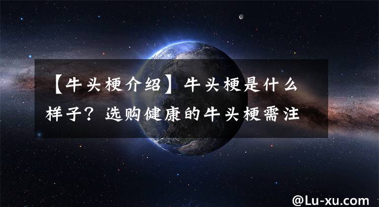 【牛头梗介绍】牛头梗是什么样子?选购健康的牛头梗需注意什么?
