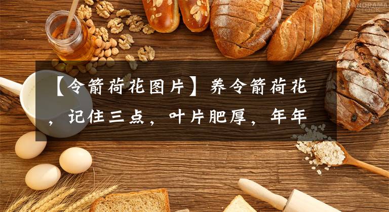 【令箭荷花图片】养令箭荷花，记住三点，叶片肥厚，年年开花，一次开花近百朵