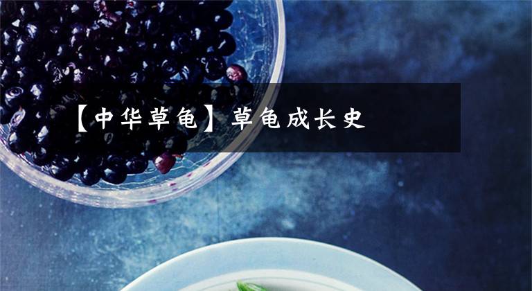 【中华草龟】草龟成长史