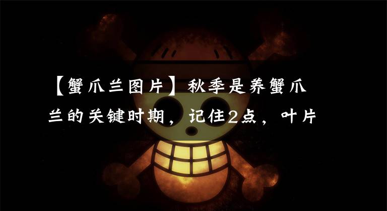 【蟹爪兰图片】秋季是养蟹爪兰的关键时期，记住2点，叶片饱满翠绿，花更多更艳