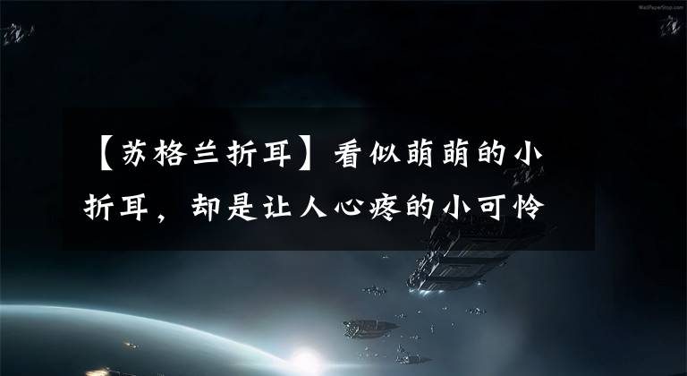 【苏格兰折耳】看似萌萌的小折耳，却是让人心疼的小可怜