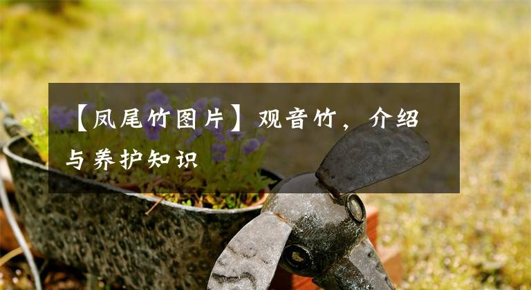 【凤尾竹图片】观音竹,介绍与养护知识