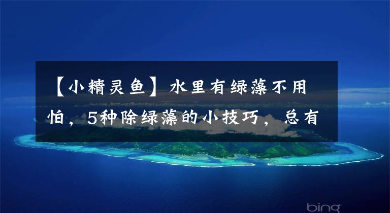 【小精灵鱼】水里有绿藻不用怕，5种除绿藻的小技巧，总有一种适合你