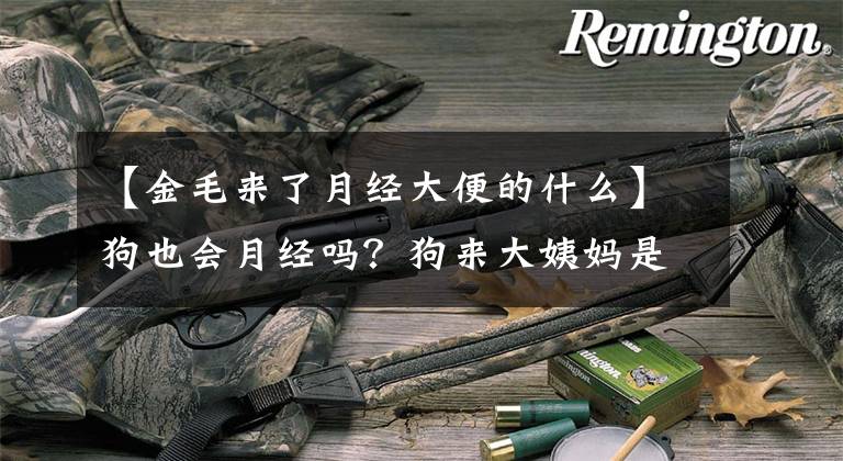 【金毛来了月经大便的什么】狗也会月经吗?狗来大姨妈是什么样子的?