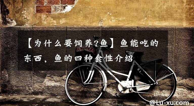 【为什么要饲养?鱼】鱼能吃的东西，鱼的四种食性介绍