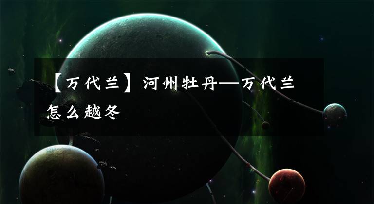 【万代兰】河州牡丹—万代兰怎么越冬