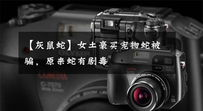 【灰鼠蛇】女土豪买宠物蛇被骗，原来蛇有剧毒