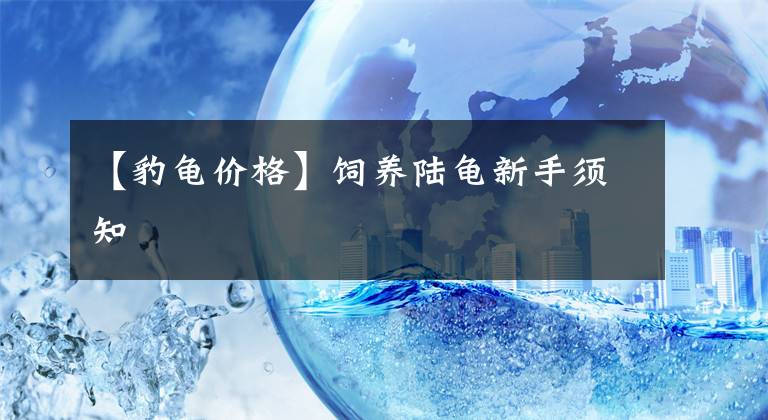 【豹龟价格】饲养陆龟新手须知