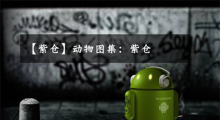 【紫仓】动物图集：紫仓