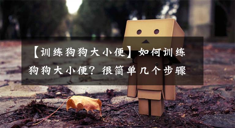 【训练狗狗大小便】如何训练狗狗大小便?很简单几个步骤就行