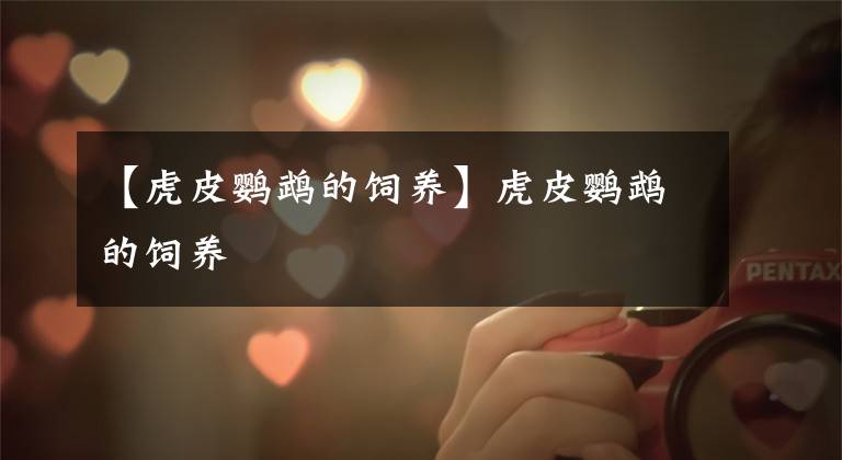 【虎皮鹦鹉的饲养】虎皮鹦鹉的饲养