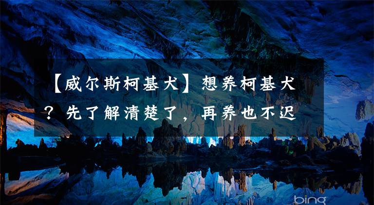 【威尔斯柯基犬】想养柯基犬?先了解清楚了,再养也不迟