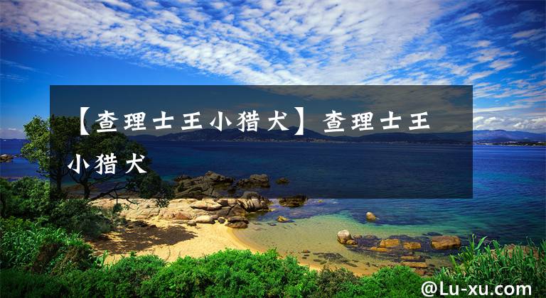 【查理士王小猎犬】查理士王小猎犬