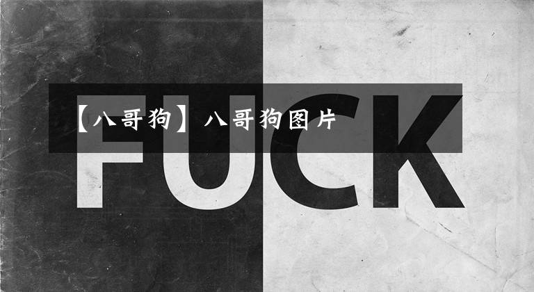 【八哥狗】八哥狗图片