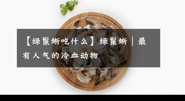 【绿鬣蜥吃什么】绿鬣蜥｜最有人气的冷血动物