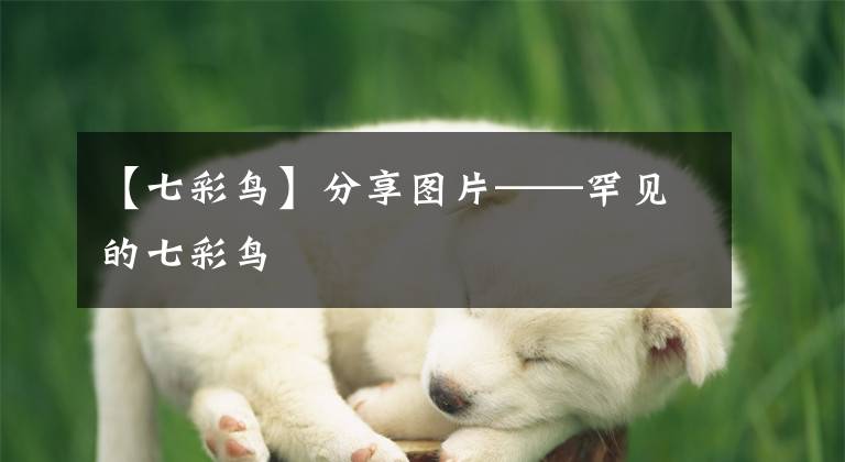 【七彩鸟】分享图片——罕见的七彩鸟