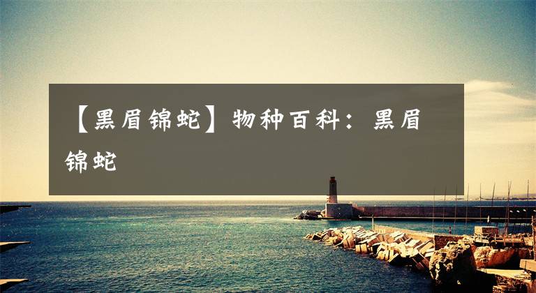 【黑眉锦蛇】物种百科：黑眉锦蛇