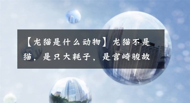 【龙猫是什么动物】龙猫不是猫,是只大耗子,是宫崎骏故事里的精灵!你想养吗?