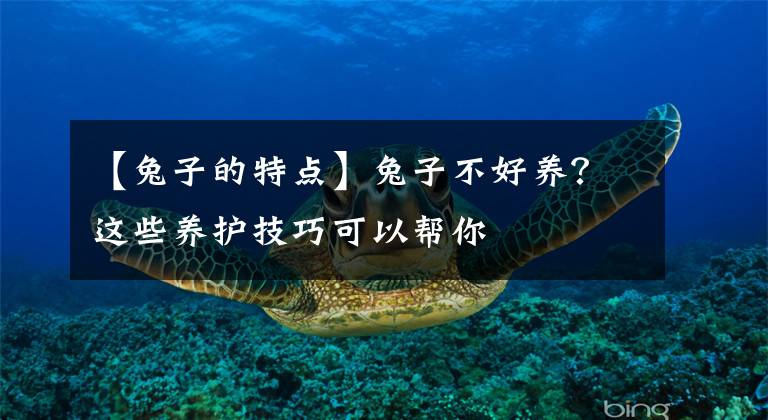 【兔子的特点】兔子不好养？这些养护技巧可以帮你