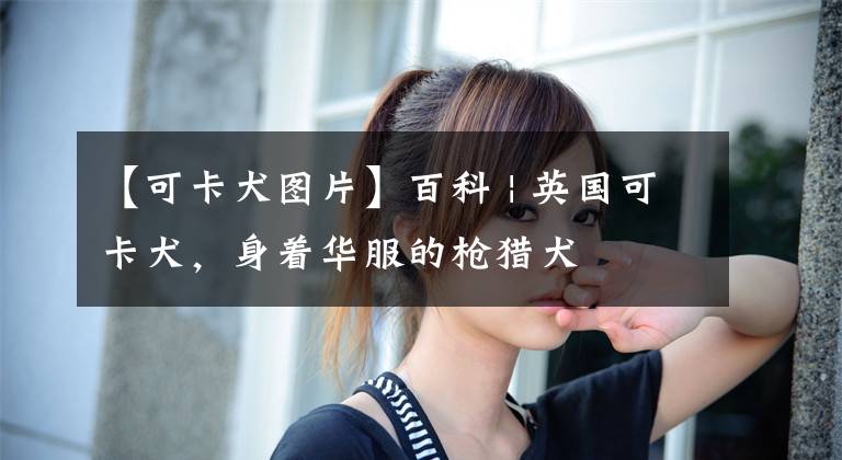 【可卡犬图片】百科 | 英国可卡犬,身着华服的枪猎犬