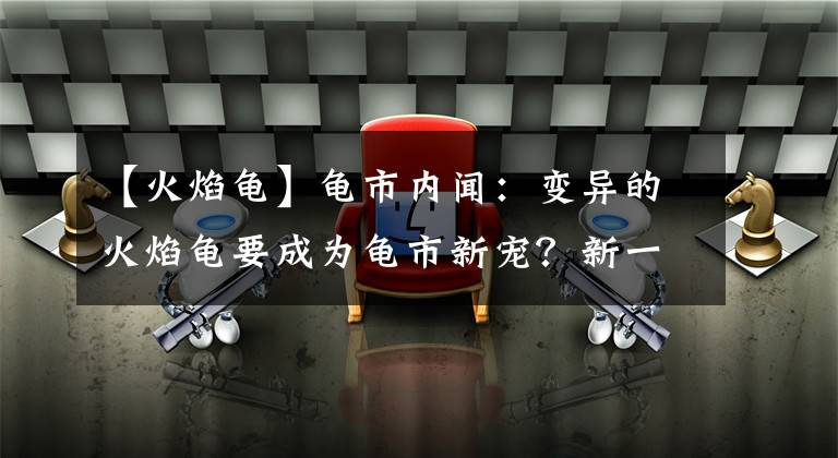 【火焰龟】龟市内闻：变异的火焰龟要成为龟市新宠？新一轮龟市热潮要来袭？