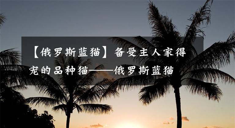 【俄罗斯蓝猫】备受主人家得宠的品种猫——俄罗斯蓝猫
