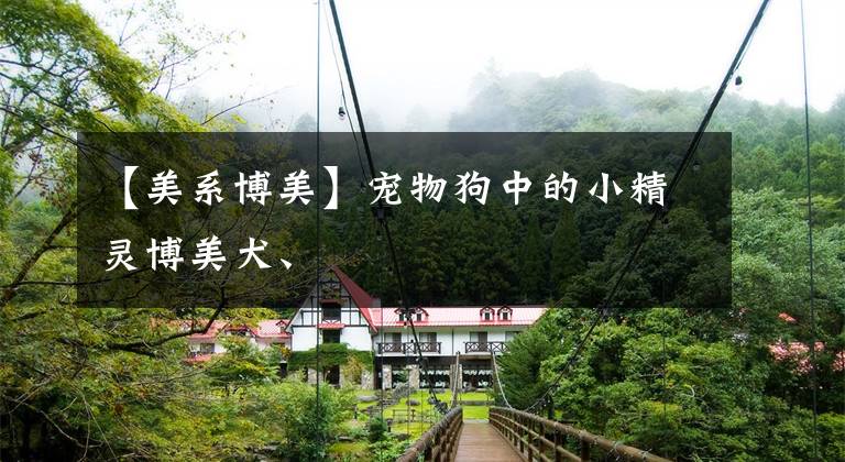 【美系博美】宠物狗中的小精灵博美犬、
