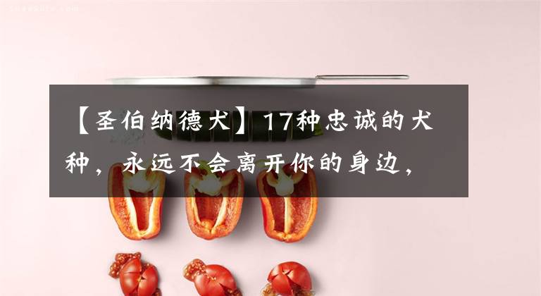 【圣伯纳德犬】17种忠诚的犬种,永远不会离开你的身边,一生只为陪伴你而出现