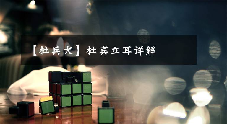 【杜兵犬】杜宾立耳详解