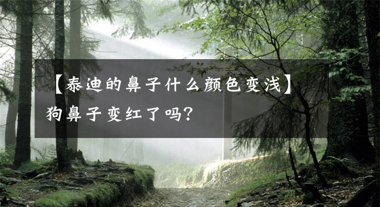 【泰迪的鼻子什么颜色变浅】狗鼻子变红了吗？