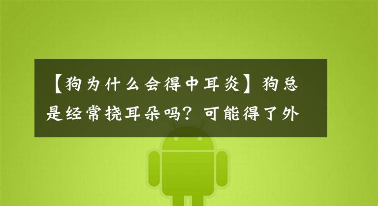 【狗为什么会得中耳炎】狗总是经常挠耳朵吗？可能得了外耳炎，要好好发现微妙的变化