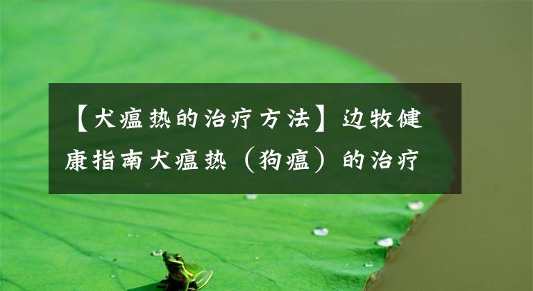 【犬瘟热的治疗方法】边牧健康指南犬瘟热（狗瘟）的治疗，铲屎官们立即收藏以备不时之需！