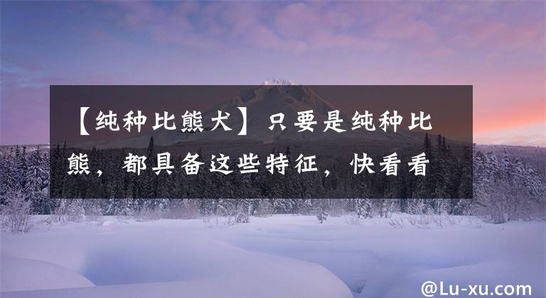 【纯种比熊犬】只要是纯种比熊，都具备这些特征，快看看你家的有没有！