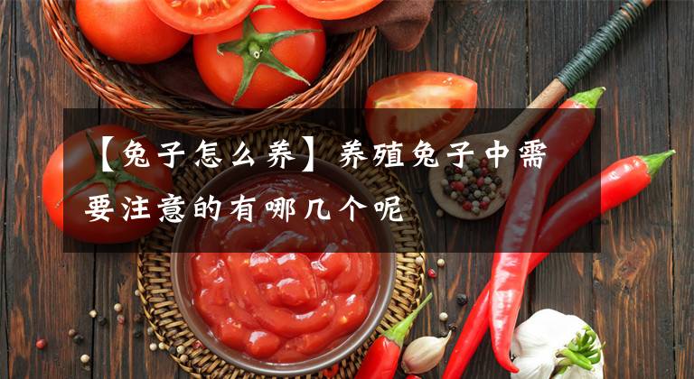 【兔子怎么养】养殖兔子中需要注意的有哪几个呢